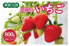 【先行予約】「厳選プレミアム！」完熟朝摘みいちご 800g（400g×2パック）