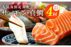 人気海鮮定期便 サーモン／真鯛 食べ比べ 全4回【毎月配送コース 小分け 訳あり サイズ不揃い 刺身 海鮮丼 人気 オススメ 冷凍】】