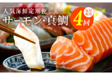 人気海鮮定期便 サーモン／真鯛 食べ比べ 全4回【毎月配送コース 小分け 訳あり サイズ不揃い 刺身 海鮮丼 人気 オススメ 冷凍】】