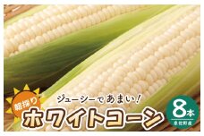 【先行予約】朝採り ホワイトコーン 8本セット【とうもろこし 農家直送 新鮮 野菜 やさい 期間限定】