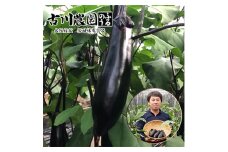 ＜産地直送＞古川農園　「大阪なす」どんな料理にもよく合う万能ナス!2本入×10袋【1484531】