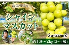 ＜2025年9月上旬頃～順次発送＞田中ぶどう園の厳選朝採りシャインマスカット＜約1.8～2.0kg（2～4房）＞※発送前のご連絡はできませんので、ご注意ください※