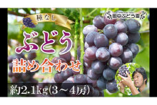 ＜2025年8月中旬～発送＞食べやすい！田中ぶどう園の種無しぶどうの詰め合わせ　約2.1kg（3～4房）※発送前のご連絡はできませんので、ご注意ください※