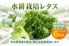 レタス 6個 水耕栽培 河内長野産 フリルレタス 種類 栽培 菜 茎 サラダ 副菜 おつまみ フレアベル フリルアイス セット 無農薬  栄養満点 ビタミン ミネラル 安心 安全 新鮮レタス