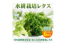 【定期便　毎月お届け12ヵ月】レタス 6個 水耕栽培 河内長野産 フリルレタス 種類 栽培 菜 茎 サラダ 副菜 おつまみ フレアベル フリルアイス セット 無農薬  栄養満点 ビタミン ミネラル 安心 安全 新鮮レタス
