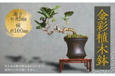 金彩植木鉢 ミニ盆栽 多肉植物 手作り 植木鉢 うえきばち 一点もの 鉢 観葉植物 ガーデニング おしゃれ こだわりの逸品 地域特産品 ギフト 自分用 人気 おすすめ 大阪 河内長野 プレゼント 父の日 母の日 敬老の日 誕生日 お祝い 陶芸