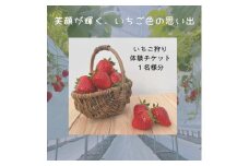 いちご狩り 体験チケット 大人1名様分 食べ放題 苺 優待券 農園 果物 フルーツ 紅ほっぺ 章姫 あきひめ よつぼし さちのか 新鮮 いちご 大粒 食べ比べ 大阪府 松原市