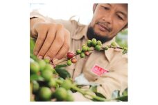 コーヒー豆 #222 インドネシア クリンチマウンテン コピ ジェルク スマトラ式 受注焙煎！310g 珈琲豆 コーヒー豆 自家焙煎
