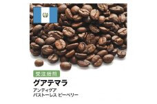 コーヒー豆 #265 グアテマラ アンティグア パストーレス ピーベリー 受注焙煎！310g 珈琲豆  自家焙煎