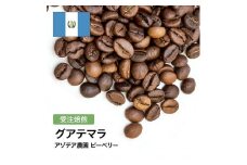コーヒー豆 #285 グアテマラ アゾテア農園 ピーベリー 受注焙煎！310g 珈琲豆  自家焙煎