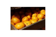 甘味強い!熟成蔵出し青島みかん4.5kg(箱込5kg)サイズ混合＜2025年2月発送予定＞【1559833】