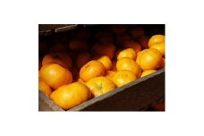 甘味強い!熟成蔵出しみかん2.7kg(箱込3kg)サイズ混合＜2025年2月発送予定＞【1559836】