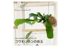 苔玉 コウモリラン/ビカクシダ おしゃれなグリーンインテリア 癒しの植物【1594914】