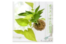 ポトスライムの苔玉 おしゃれなインテリア 300g【1601797】