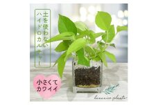 ハイドロカルチャー 観葉植物 ポトス ライム 土を使わない おしゃれなインテリアグリーン【1610627】