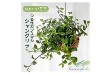 シャングリラ つる性ガジュマル 苔玉 幸福を呼ぶ 観葉植物 おしゃれにハンギング【1623430】