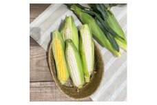 和泉市産のとうもろこしセット(黄色5本・白色5本)【1518411】