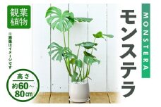 ＜観葉植物＞モンステラ(高さ約60～80cm・巾約40cm、陶器鉢・受け皿付)インテリア 植物 鉢  観葉植物 大型 インテリア 開店祝い 移転祝い おしゃれ 室内 ギフト プレゼント オフィス モンステラ 陶器鉢 受け皿 【m24-04】【アイエヌエー】