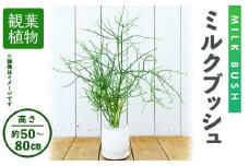 ＜観葉植物＞ミルクブッシュ(高さ約50～80cm、巾約40cm・陶器鉢・受け皿付)【m24-03】【アイエヌエー】