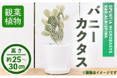 ＜観葉植物＞バニーカクタス(3.5号) (陶器鉢・受け皿付) 【m24-05】【アイエヌエー】
