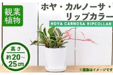 ＜観葉植物＞ホヤ・カルノーサ・リップカラー(3.5号) (陶器鉢・受け皿付)【m24-06】【アイエヌエー】