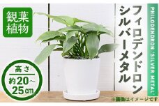 ＜観葉植物＞フィロデンドロン・シルバーメタル(3.5号) (陶器鉢・受け皿付)【m24-07】【アイエヌエー】