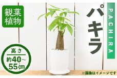 ＜観葉植物＞パキラ(4号) (陶器鉢・受け皿付)【m24-08】 【アイエヌエー】