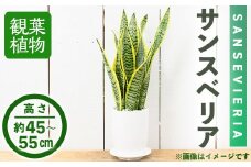 ＜観葉植物＞サンスベリア(4号) (陶器鉢・受け皿付)【m24-09】【アイエヌエー】