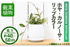 ＜観葉植物＞ホヤ・カルノーサ・リップカラー(6号) (陶器鉢・受け皿付)【m24-13】【アイエヌエー】