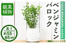 ＜観葉植物＞ベンジャミン バロック(6号) (陶器鉢・受け皿付)インテリア 植物 鉢 観葉植物 開店祝い 移転祝い おしゃれ 室内 ギフト プレゼント オフィス 陶器鉢 受け皿 玄関 小型【m24-11】 【アイエヌエー】