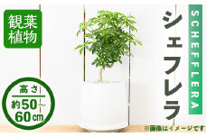 ＜観葉植物＞シェフレラ(6号) (陶器鉢・受け皿付)【m24-12】【アイエヌエー】