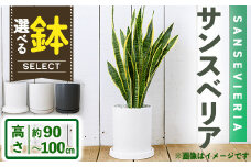 ＜観葉植物・選べる鉢＞サンスベリア(7号) (陶器鉢(モダンマット釉(ホワイト))・受け皿付)【m24-16-B】【アイエヌエー】