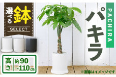 ＜観葉植物・選べる鉢＞パキラ(7号) (陶器鉢(オストシリンダー(マットホワイト))・受け皿付)【m24-15-A】【アイエヌエー】