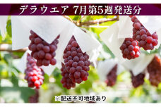 柏原ぶどう　デラウエア　7月第5週発送分【オンライン決済限定】