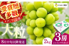 【2025年発送 先行予約】読売テレビ・毎日放送も取材に!数量限定シャインマスカット 2kg｜ 産地直送 大粒 完熟 特選 期間限定 ぶどう フルーツ 果物 ギフト 先行予約 種なし 旬 家庭用 プレゼント 柏原市