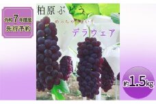 《令和7年度産先行予約》柏原市産デラウェア１箱(約1.5kg)[令和7年7月上旬～下旬発送] 乾のぶどうガーデン柏原ぶどう