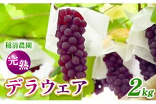 【2025年先行予約】数量限定 デラウェア2kg（10房前後）6月中旬～7月下旬発送｜特選 期間限定 ぶどう 葡萄 フルーツ 果物 くだもの 人気 贈答用 ギフト 先行予約 種なし 旬 新鮮 家庭用 プレゼント 送料無料 贅沢 甘い