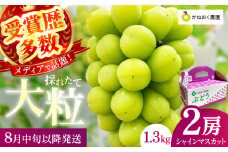 【2025年発送 先行予約】読売テレビ・毎日放送も取材に!数量限定シャインマスカット 1.3kg｜産地直送 大粒 完熟 期間限定 ぶどう フルーツ 果物 先行予約 種なし 旬 家庭用 プレゼント 柏原市	