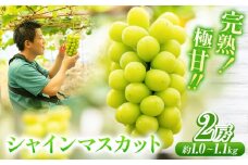 【先行予約】完熟!極甘! シャインマスカット 約1.0～1.1kg (2房) 優樹農園《8月中旬-9月上旬頃出荷》大阪府 羽曳野市 マスカット ぶどう 果物 フルーツ st-p