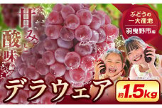デラウェア【大好評につき追加受付！】【一大産地からのお届け】デラウェア 約1.5kg《2025年7月上旬-8月中旬頃出荷》デラウェア ぶどう 葡萄 ブドウ デラウェア デラウェア ぶどう 葡萄 ブドウ デラウェア デラウェア ぶどう 葡萄 ブドウ デラウェア デラウェア ぶどう 葡萄 ブドウ デラウェア デラウェア ぶどう 葡萄 ブドウ デラウェア 