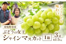シャインマスカット【2025年先行予約】シャインマスカット 約1.5～1.8kg (3房) 麻野農園《2025年8月上旬-9月上旬頃出荷》大阪府 羽曳野市 ぶどう 果物 フルーツ 葡萄 マスカット