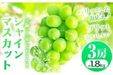 シャインマスカット【2025年先行予約】シャインマスカット 約1.8kg (3房) 金銅さん家のぶどうたち 《8月上旬-9月上旬頃出荷(土日祝除く)》 大阪府 羽曳野市 ぶどう 果物 フルーツ 葡萄 シャイン マスカット 種なし 冷蔵 くだもの 大粒