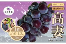 【2025年先行予約】高妻 (種なしぶどう) 約0.9~1.2kg (2房) 麻野農園《2025年8月上旬-9月上旬頃出荷》大阪府 羽曳野市 ぶどう 果物 フルーツ 葡萄