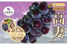 【2025年先行予約】高妻 (種なしぶどう) 約1.5~1.8kg (3房) 麻野農園《2025年8月上旬-9月上旬頃出荷》大阪府 羽曳野市 ぶどう 果物 フルーツ 葡萄