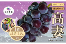 【2026年先行予約】高妻 (種なしぶどう) 約1.5~1.8kg (3房) 麻野農園《2026年8月上旬-8月中旬頃出荷》大阪府 羽曳野市 ぶどう 果物 フルーツ 葡萄