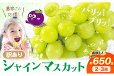 シャイン 訳あり シャインマスカット 約650g 《2025年8月上旬-8月下旬頃出荷》訳あり シャインマスカット マスカット ぶどう フルーツ 果物 大阪府 羽曳野市 シャイン 食べやすい