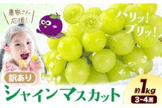 シャイン 訳あり シャインマスカット 約1kg 《2025年8月上旬-8月下旬頃出荷》訳あり シャインマスカット マスカット ぶどう フルーツ 果物 大阪府 羽曳野市 シャイン 食べやすい