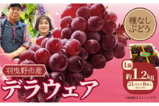 ぶどう 家族で楽しむ夏のご褒美！デラウェア (種なしぶどう) 2L サイズ 内容量 約1.2kg 8房入り (4パック) 麻野農園《2026年6月下旬-7月下旬頃出荷》大阪府 羽曳野市 ぶどう ブドウ 葡萄  果物 フルーツ 大阪府産ぶどう 羽曳野市産ぶどう 小粒ぶどう 小粒ブドウ 小粒葡萄 種無しブドウ 種無しぶどう 国産ぶどう デラウェア2026 デラウェア先行予約 デラウェア 令和8年度産