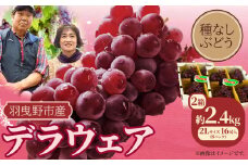 家族で楽しむ夏のご褒美！デラウェア (種なしぶどう) 2L サイズ 内容量 約2.4kg 16房入り (8パック) 麻野農園《2026年6月下旬-7月下旬頃出荷》大阪府 羽曳野市 ぶどう 果物 フルーツ 葡萄 マスカット