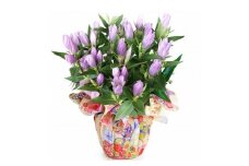 《敬老の日》 リンドウ鉢　ピンク＜出荷開始：9/8～9/15までのお届け 当店おまかせ＞【 花 お祝い お礼 贈り物 メッセージカード 祖母 祖父 ギフト プレゼント 送料無料 ふるさと納税 門真市】